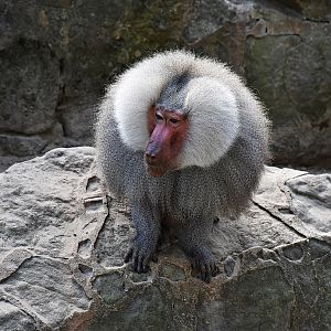 Hamadryas baboon