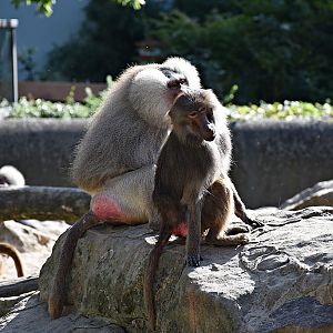 Hamadryas baboon