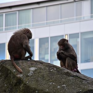 Hamadryas baboon
