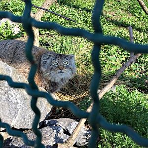 Pallas's cat