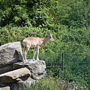 Argali