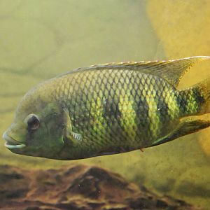 Spotted tilapia