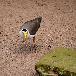 Masked lapwing