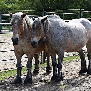 Mecklenburger Kaltblutpferd
