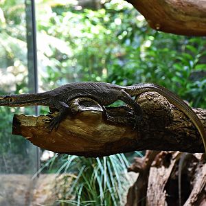 Mertens' water monitor
