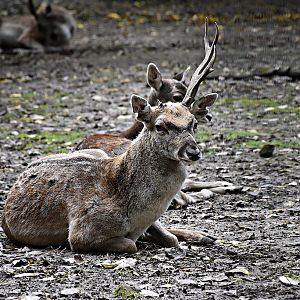 Mesopotamian Fallow Deer