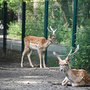 Mesopotamian Fallow Deer