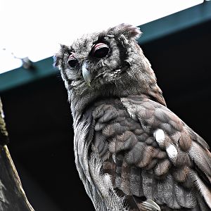 milky eagle owl