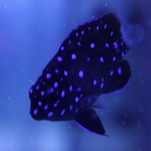 Yellow-tailed damselfish - Microspathodon chrysurus