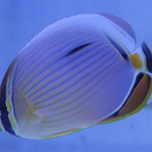 Chaetodon trifasciatus