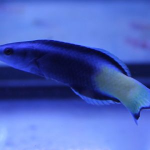 Bicolor cleaner wrasse - Labroides bicolor