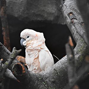 Salmon-crested cockatoo
