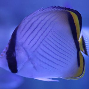 Chaetodon vagabundus