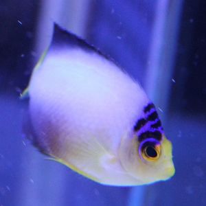 Centropyge multicolor