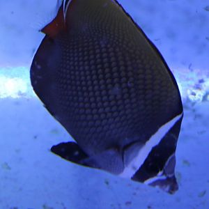 Chaetodon colare