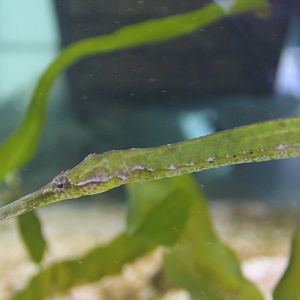 Pipefish - Syngnathoides biaculeatus
