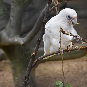 Little corella