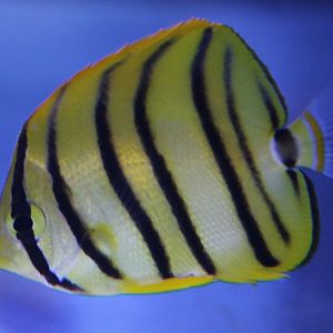 Eight-banded butterflyfish - Chaetodon octofasciatus