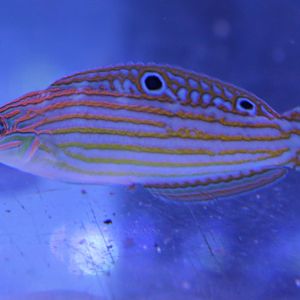 Adorned wrasse - Halichoeres cosmetus