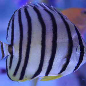 Eight-banded butterflyfish - Chaetodon octofasciatus