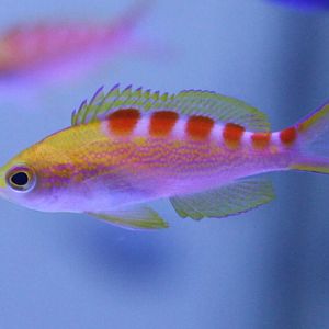 Pseudanthias flavoguttatus - Red-saddled anthias