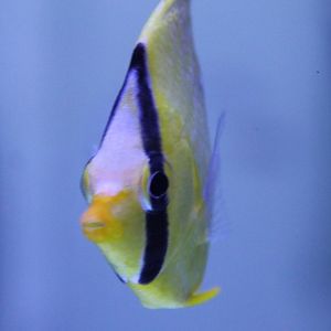 Chaetodon rafflesi