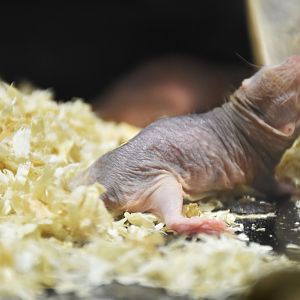 Naked mole-rat