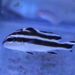 Plectorhinchus pictus