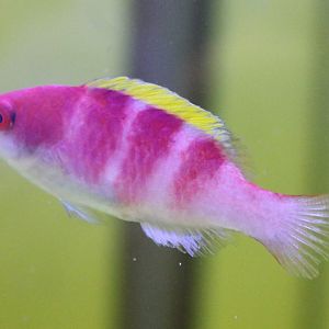 Cirrhilabrus flavidorsalis