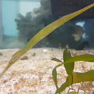 Syngnathoides biaculeatus