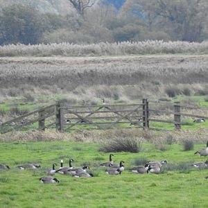Canada Geese - Norfolk Broads Oct 17