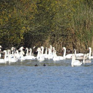 Mute Swans - Norfolk Broads Oct 17
