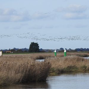 Pink-Footed Geese Migration - Norfolk Broads Oct 17