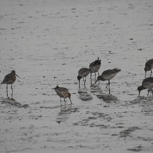 Wader ID - Norfolk Broads Oct 17