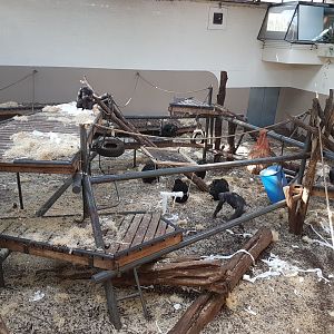 Chimp-indoor Enclosure