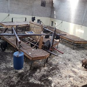 Gorilla Indoor Enclosure