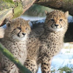 Cheetah-cubs
