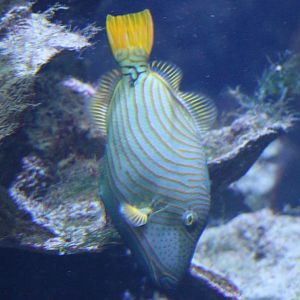 Orange-striped triggerfish - Balistapus undulatus
