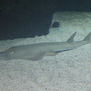 Guitarfish