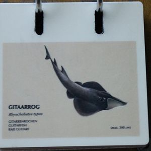 Sign Guitarfish