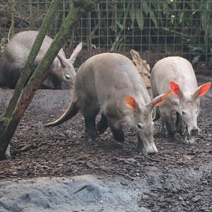 Aardvarks