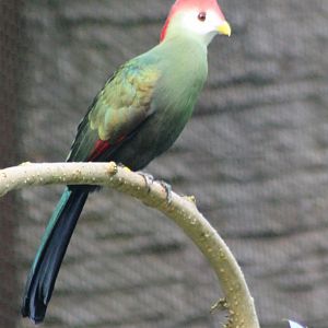 Red-crested touraco