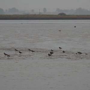 Northern Lapwings - Norfolk Broads Oct 17