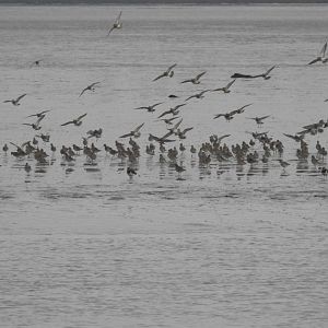 ID - Norfolk Broads Oct 17