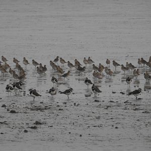 Northern Lapwing + ID - Norfolk Broads Oct 17