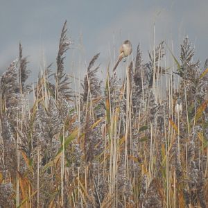 ID - Norfolk Broads Oct 17