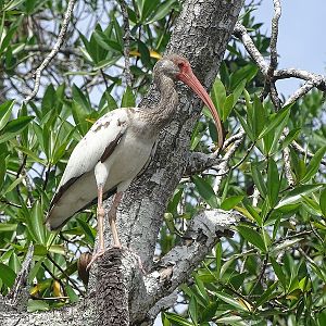 White ibis