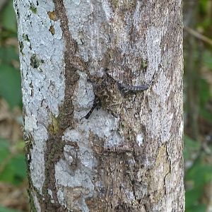 Proboscis bat (Rhynchonycteris naso)