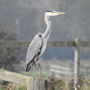 Grey Heron - Norfolk Broads Oct 17