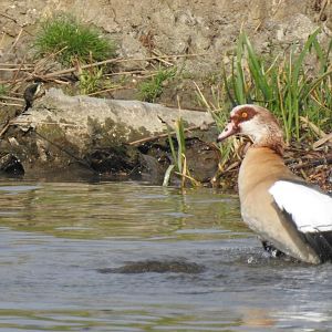 Egyptian Goose - Norfolk Broads Oct 17